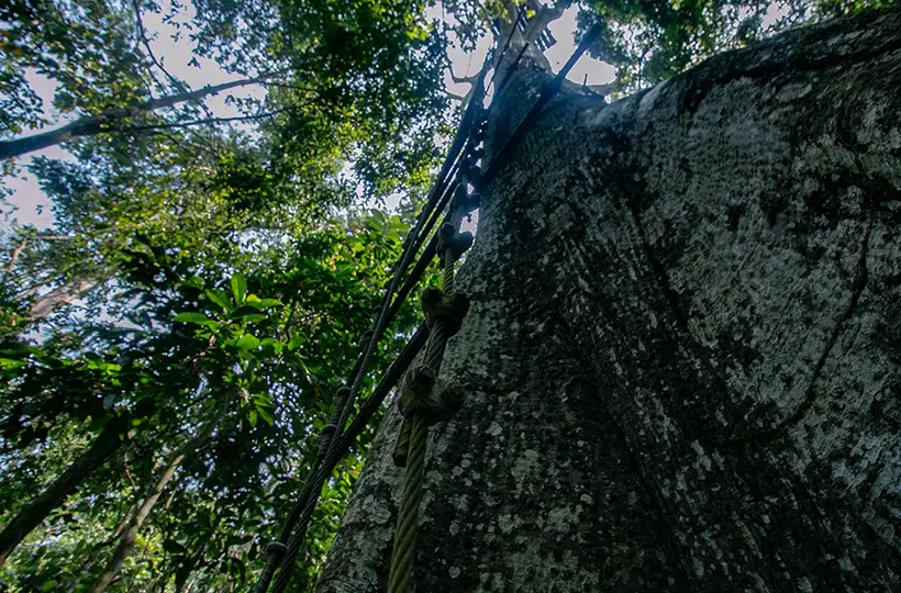 Canopy Tree Platform 1