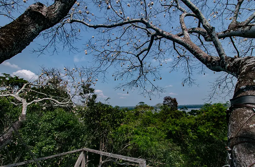 Canopy Tree Platform 3