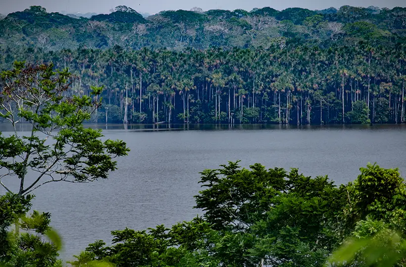 Canopy Tree Platform 4