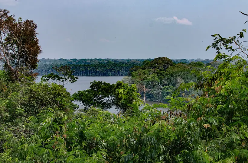 Canopy Tree Platform 5
